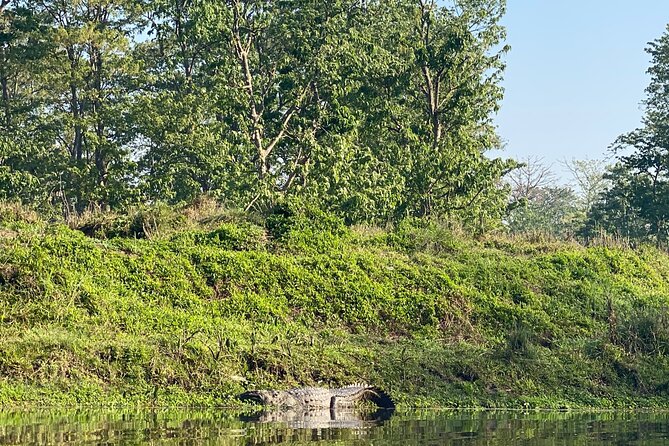 1 Night 2 Days Chitwan Jungle Safari Tour - Meals and hotel: how the included comfort fits a jungle schedule
