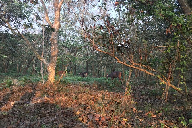 1 Night 2 Days Chitwan Jungle Safari Tour from Kathmandu - Why Chitwan’s rhinos and terai ecosystem pull you in