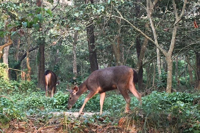 1 Night 2 Days Chitwan Jungle Safari Tour from Kathmandu - Price and value: is $155 a fair deal?