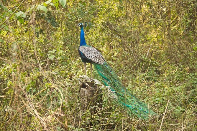 10 Day Kathmandu, Nagarkot, Chitwan, Lumbini, Pokhara Luxury Tour in Nepal - Pokhara highlights: Annapurna views, falls, caves, and gorge scenes