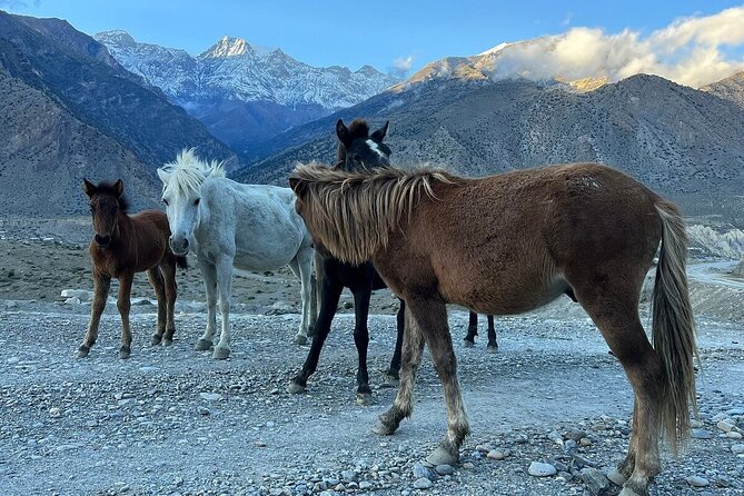 12 Days Overland Tour to Upper Mustang - Price and What $2,600 Buys You (Plus the Permits That Matter)