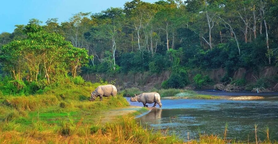 2 Days Chitwan Jungle Safari Tour from Pokhara/Kathmandu - Day 1 Morning Pickup, Check-In, and Your First Jeep Safari
