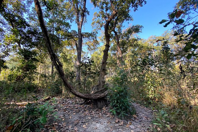 2 Hours Nature Walk in Chitwan National Park - Price and value: what $45 includes, and why that matters