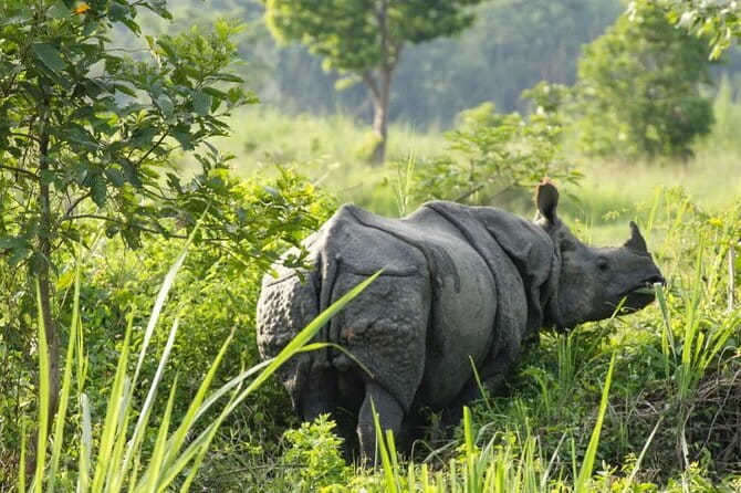 2 Night 3 Day Chitwan Jungle Safari Tour from Pokhara - Who should book this Chitwan Safari, and who might want to rethink it