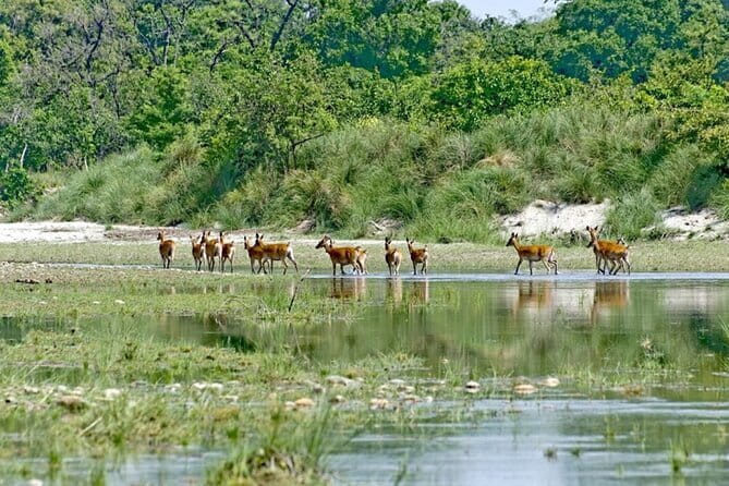2 Night 3 Day Chitwan Jungle Safari Tour from Pokhara - Day 2: Chitwan National Park Jeep Safari, where your wildlife day really happens