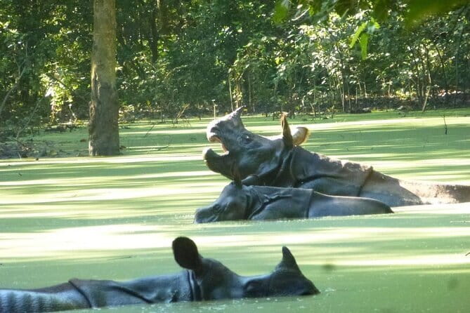 2 Nights 3 Days Chitwan National Park Package with Jeep Safari - Chitwan National Park in 3 days: what $185 really buys