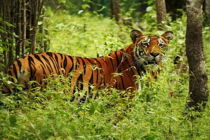 2 Nights 3 Days Chitwan National Park Package with Jeep Safari - The walking and tower or tree house component: a fun viewpoint with meaning