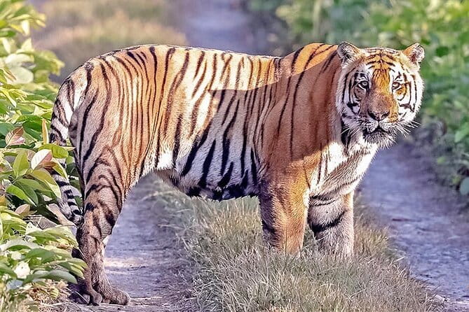 2 Nights 3 Days Chitwan National Park Package with Jeep Safari - Service quality you can feel: communication and guidance