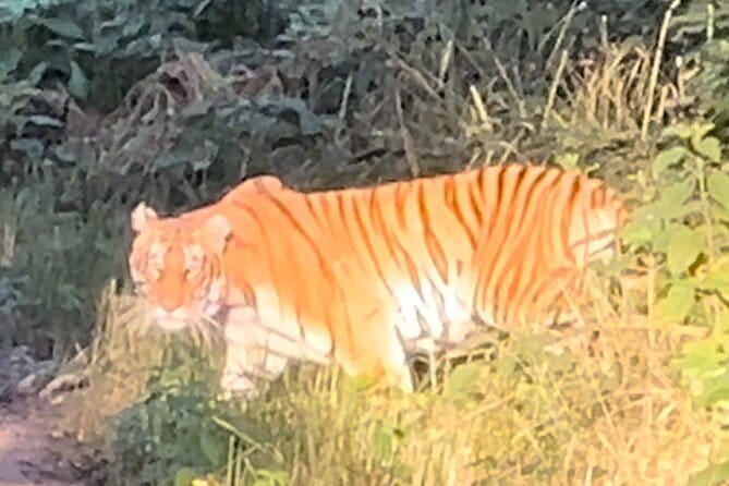 2 Nights 3 Days Chitwan National Park Package with Jeep Safari - Getting to Sauraha: the early start and the long ride you should expect