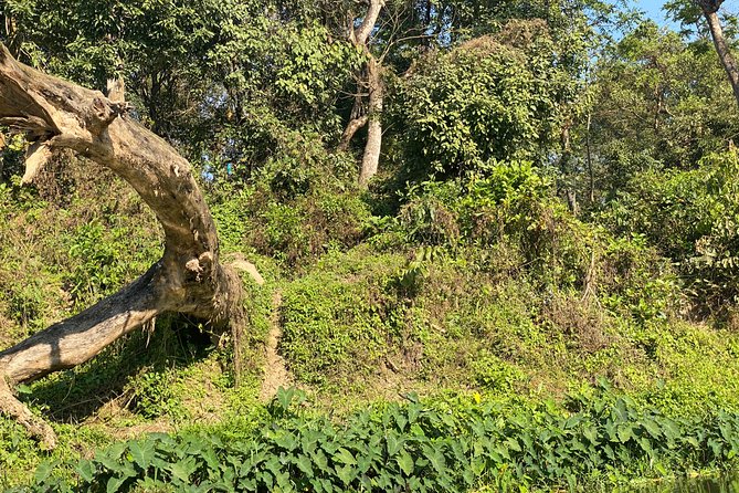 2 Nights 3 Days Chitwan Safari Tour from Kathmandu or Pokhara - What You Actually Get for the Price (And What You Don’t)