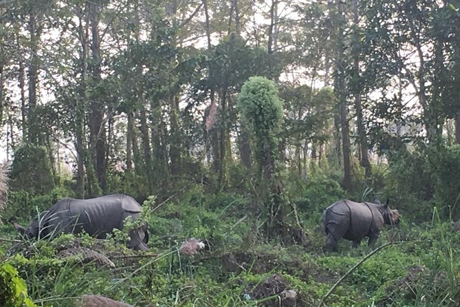 2 Nights 3 Days Chitwan Wildlife Jungle Safari Package Tour - Why a 2-night Chitwan package is the sweet spot