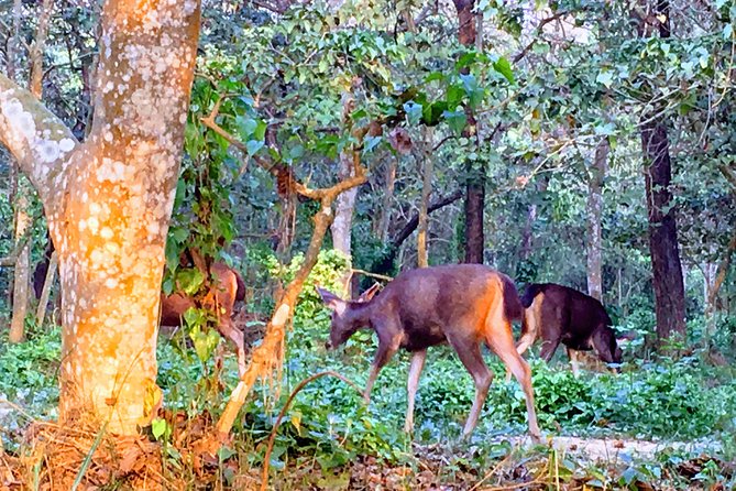 2 Nights 3 Days Chitwan Wildlife Jungle Safari Package Tour - Day 2: canoe on the Rapti, jungle walk, then a proper jeep safari