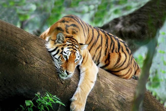 3-Day All Inclusive Chitwan Jungle Safari Tour From Kathmandu - Kathmandu to Chitwan, and back again without turning it into a chore