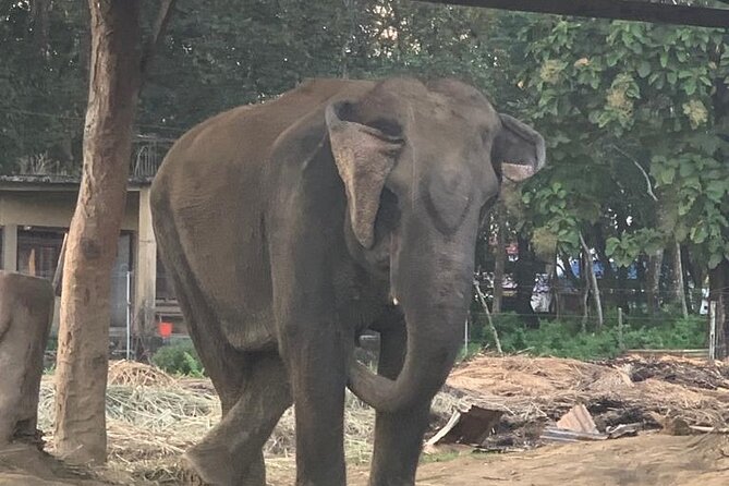 3-Day All Inclusive Chitwan Jungle Safari Tour From Kathmandu - The 3-star hotel factor, and why comfort actually affects safari quality