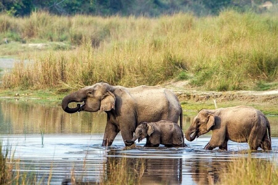3-Day Chitwan Jungle Safari Adventure From Kathmandu/Pokhara - Key Things That Make This Chitwan Safari Worth Your Time