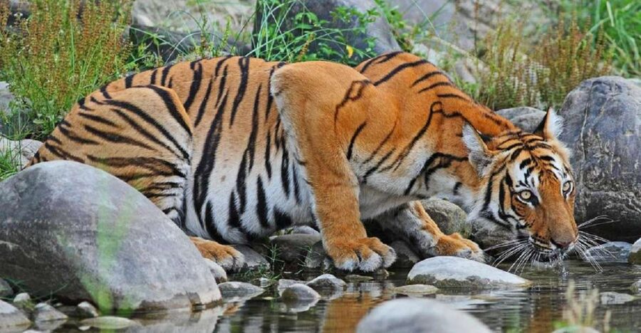3-Day Chitwan Jungle Safari Adventure From Kathmandu/Pokhara - Day 1 in Sauraha: Tharu Village Visit, Rapti Sunset, and Cultural Dance