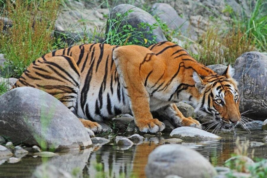 3-Day Chitwan Jungle Safari Adventure From Kathmandu/Pokhara - Who This Tour Suits Best (And Who Might Want Something Else)