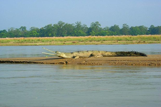 3-Day Chitwan Jungle Safari Tour from Kathmandu - Why Chitwan is worth your time (and not just another safari day)