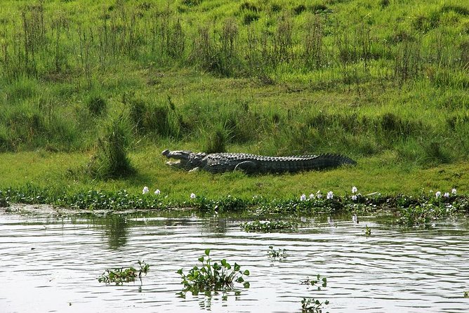 3-Day Chitwan Jungle Safari Tour from Kathmandu - Day 1 in Chitwan Tharu Village: culture first, then you ease into the wild