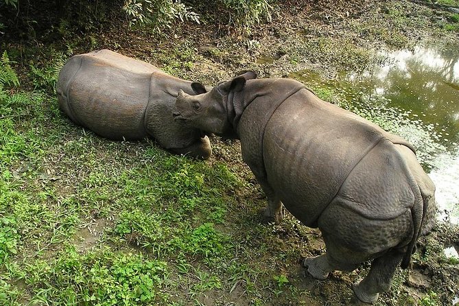 3-Day Chitwan Jungle Safari Tour from Kathmandu - Day 3: final Chitwan time, then back to Kathmandu by tourist bus