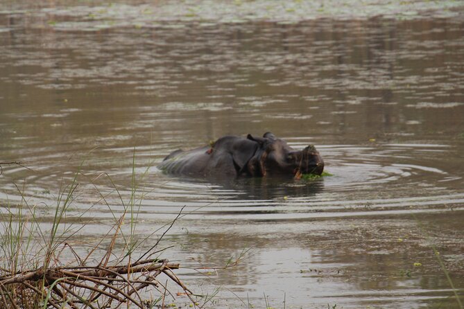 3-Day Chitwan National Park Jungle Safari Tour Package with Pick Up - What You Actually Get For $180, and Why It Can Be Good Value