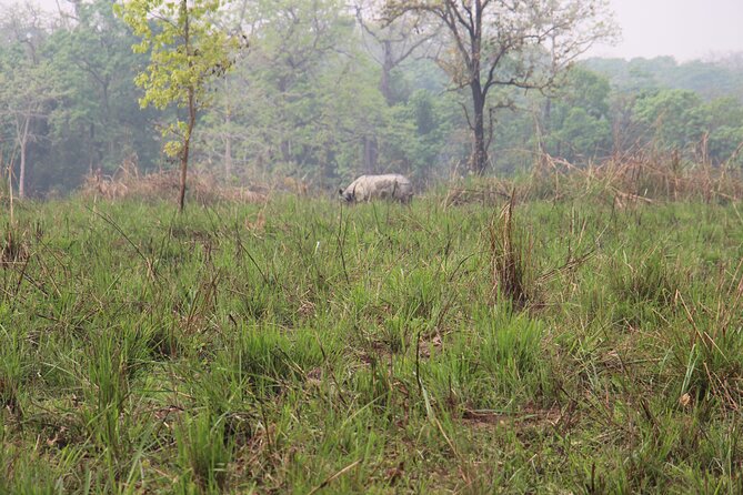 3-Day Chitwan National Park Jungle Safari Tour Package with Pick Up - Transport Reality Check: Tourist Buses, Pick-Up Timing, and Comfort