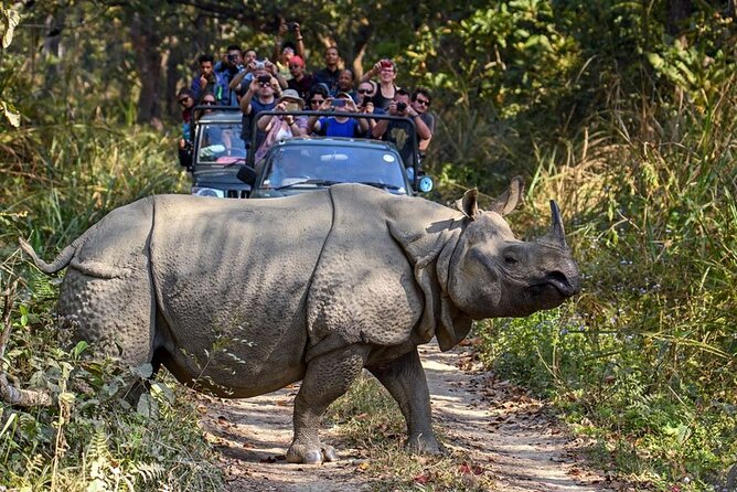 3-Day Chitwan National Park Jungle Safari Tour Package with Pick Up - Staying Near Chitwan: Three-Star Comfort Levels and Real Expectations