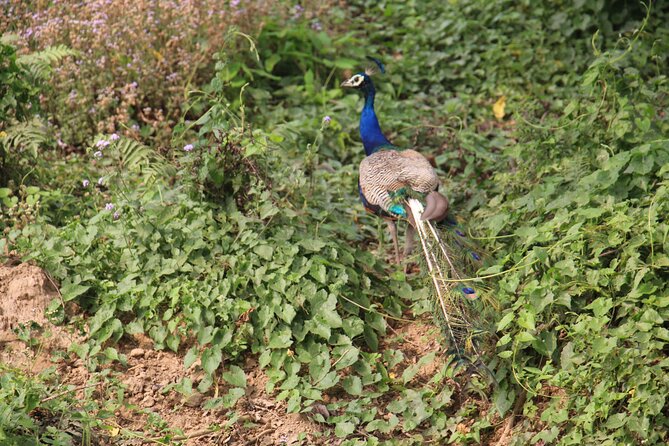 3-Day Chitwan National Park Jungle Safari Tour Package with Pick Up - Wildlife Focus: How the Safari Mix Fits Together