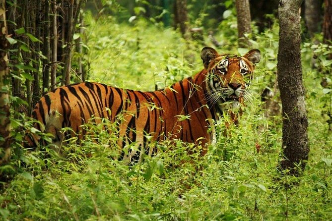 3-Day Guided Safari Tour in Chitwan National Park in Nepal - Day 1: Kathmandu to Chitwan, Tharu Village, and a jeep safari