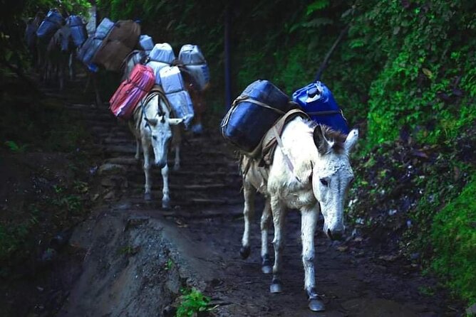 3 Days 2 Nights Poon Hill Trekking - Tea Houses, Meals, and How the Package Handles the Logistics