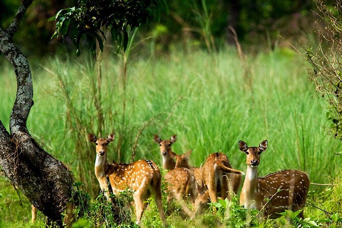 3 Days and 2 Nights Chitwan National Park Safari Tour in Pokhara - Key Things You’ll Notice on This Chitwan Safari (Pokhara Starting Point)