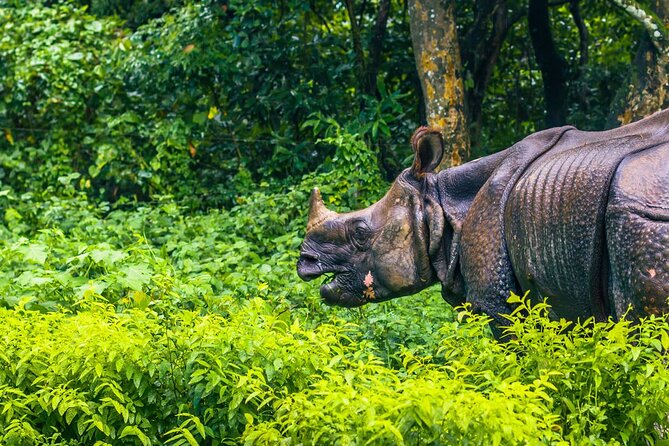 3 Days and 2 Nights Chitwan National Park Safari Tour in Pokhara - Day 2: 6:30 am Energy, Jeep Safari Through Chitwan, Then More Jungle Time