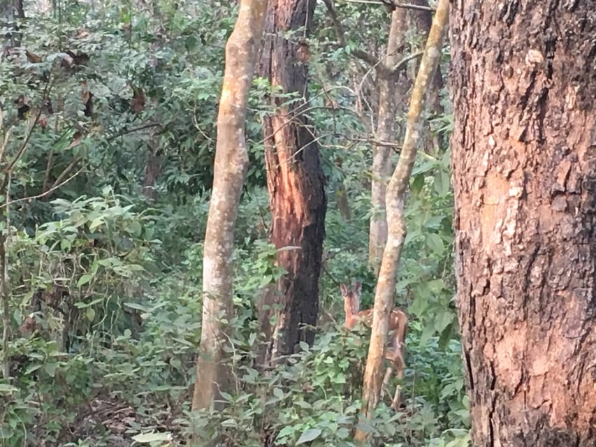 3 Nights 4 Days Chitwan National Park with Tower Night Stay - A wooden tower night you will actually talk about later