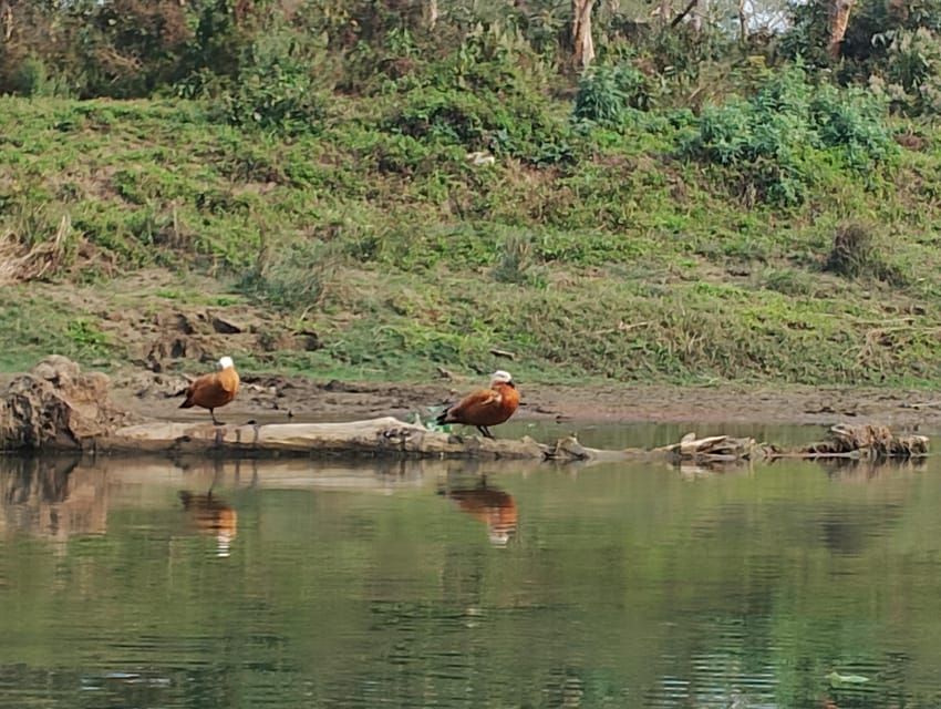 3 Nights 4 Days Chitwan National Park with Tower Night Stay - Day 2: Rapti canoe ride, jungle walk, then tower stay inside the park