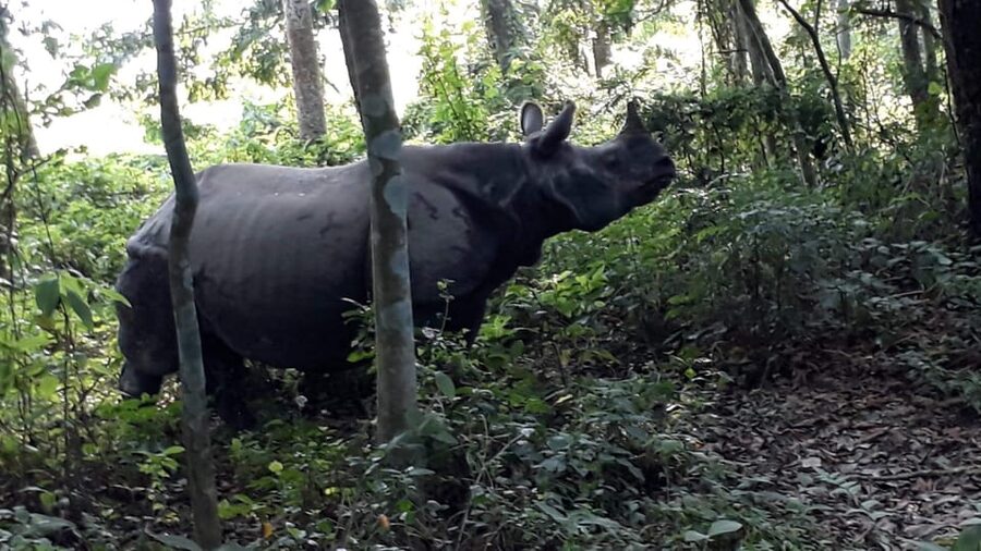 3 Nights 4 Days Chitwan National Park with Tower Night Stay - Day 3: Afternoon jeep safari, crocodile breeding center, and real downtime