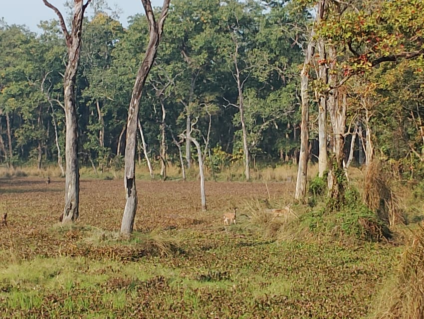 3 Nights 4 Days Chitwan National Park with Tower Night Stay - Day 4: Easy exit by tourist bus to Kathmandu or Pokhara