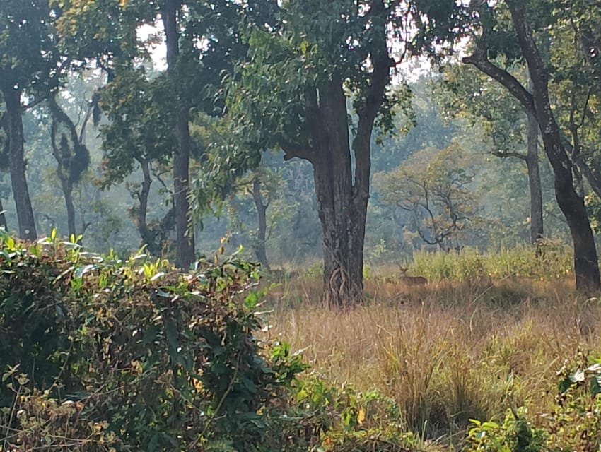 3 Nights 4 Days Chitwan National Park with Tower Night Stay - Wildlife and birds: how to set your expectations