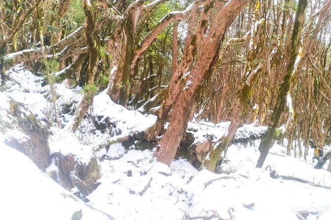 4 Day Mardi Himal Base Camp Trek from Pokhara - Day 2: From Low Camp toward High Camp with gradual ascent and mountain views