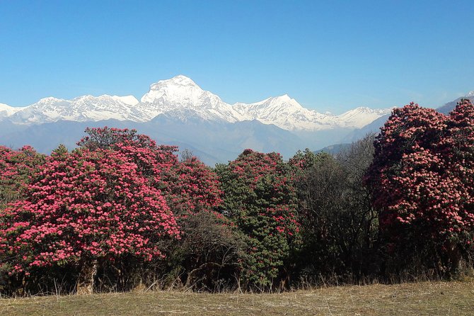4-Day Private Poon Hill Trekking Tour - Key things to know before you go on Poon Hill
