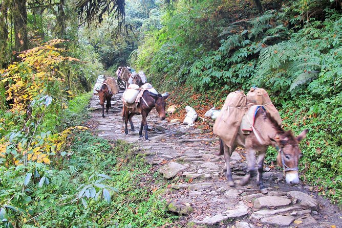 4-Day Private Poon Hill Trekking Tour - Guides and value: why private matters on a short trek