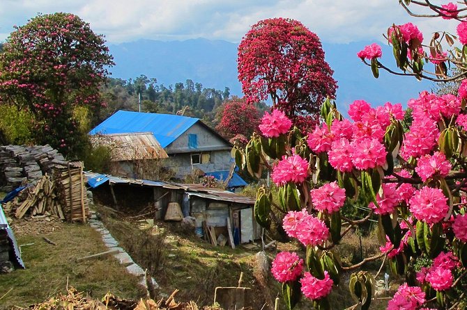 4-Day Private Poon Hill Trekking Tour - Price and what you actually get for $359