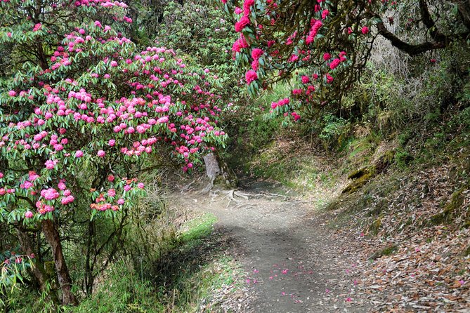 4-Day Private Trekking Experience to Poon Hill and Ghandruk - Guides, safety, and the small things that change your mood