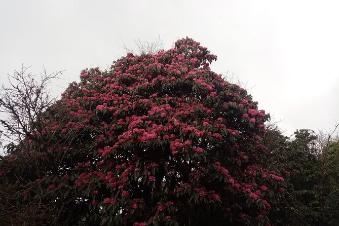 4 Days Amazing Trekking from Pokhara-Ghorepani Poon Hill - Day 4: Old Gurung Museum and the Walk Back to Nayapul, Then Pokhara
