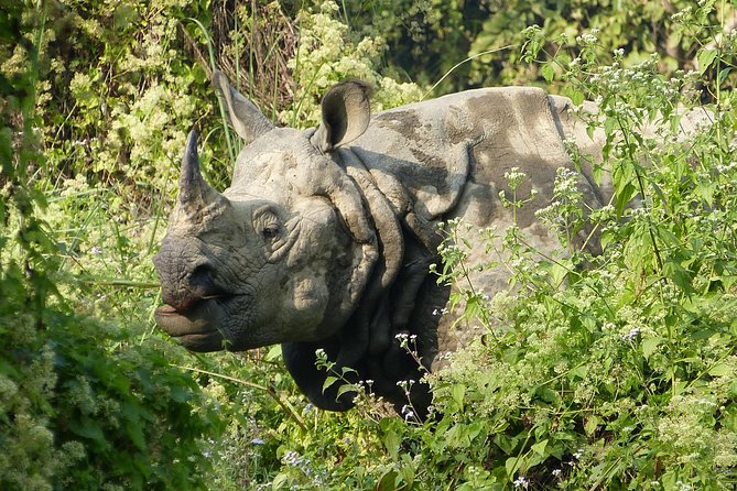 8 Days Luxury Nepal Tour - Chitwan Day Two: elephant safari, canoe trip, and rivers on Karnali and Geruwa