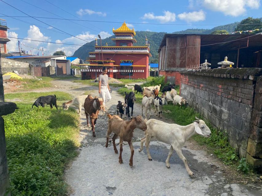 Afternoon Tibetan cultural tour - Tashi Palkhel Tibetan Settlement: culture as daily routine