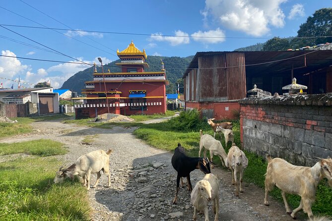 Afternoon Tibetan Cultural Tour to Tibetan Settlements Pokhara - Logistics That Make It Easier: Pickup, Small Group, and Skip-The-Lines