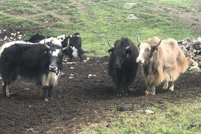 Annapurna Circuit Trek in Nepal (9 Days) - Day 6 to Yak Kharka: steady ascent through farms and settlements