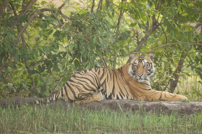 Bardia National Park package with Tiger Tops Karnali lodge - Key Highlights You Should Know