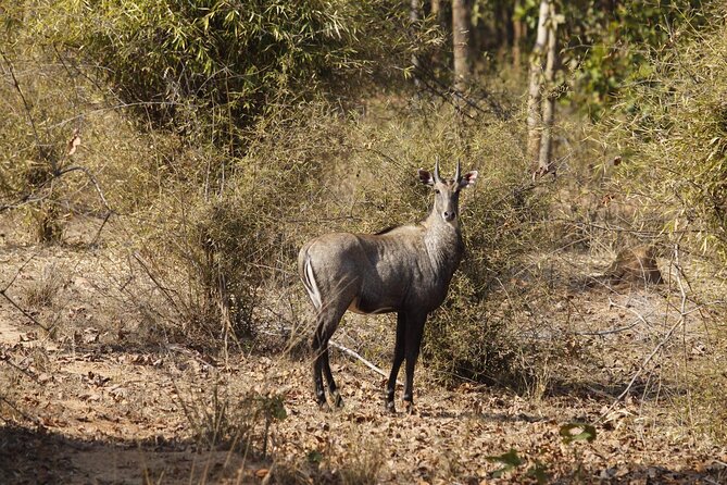 Bardia National Park package with Tiger Tops Karnali lodge - Bardia Tiger Country Feels Worlds Away for a Reason