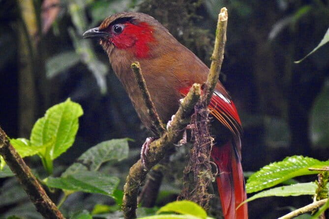 Birding Hike: Day Birdwatching in Kathmandu - Nagarjun and Shivapuri National Park: the “listen first” birding zone